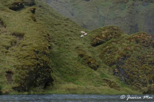 05 Skógafoss