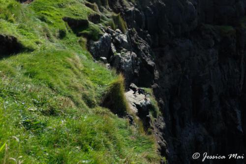 06 Puffins