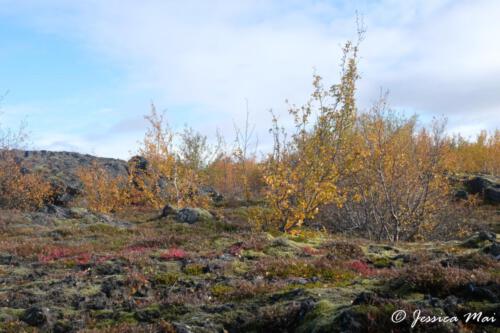 07 Autumn colors